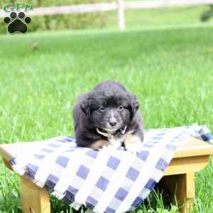 Arrow, Miniature Australian Shepherd Puppy